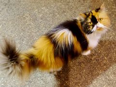 -more than meow吴止猫主题餐厅(承德 中船汇店)