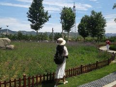 -羊亭河湿地公园