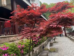 -苏州吴宫泛太平洋酒店