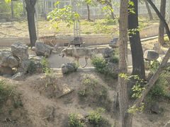 -石家庄市动物园