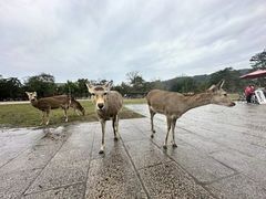 -奈良公园