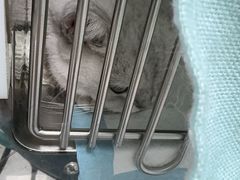 -东莞宠友24H宠物中心医院·转诊夜诊·异宠(新河北路院)