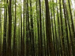 -山王坪喀斯特国家生态公园