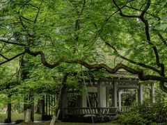 -杭州植物园