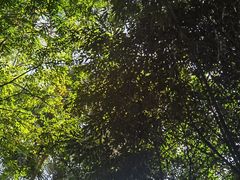 -滴水岩森林公园