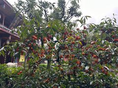 -峨眉山风景名胜区