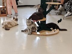 -共舞时光猫咖·狗咖(新街口店)