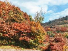 -四明山国家森林公园