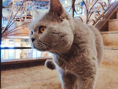 -more than meow吴止猫主题餐厅(承德 中船汇店)