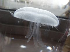 -泉城欧乐堡海洋极地世界