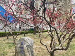 -中央民族大学