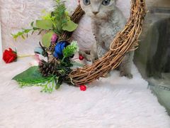 -十年猫舍·猫咪专门店(普陀店)