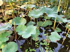 -长春市南湖公园