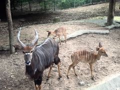 -清迈夜间动物园