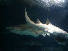 -上海海洋水族馆-停车场