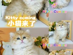 -小猫来了·猫舍(红山六九七九店)