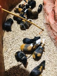 点击看大图 -Zoolung Zoolung动物主题公园(海信广场店)