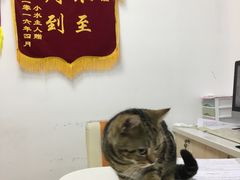 -创凡宠物医院·骨专科  猫科中心(西乡分院)