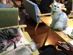 -李小姐の猫咖啡馆(五角场店)