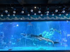 -烟台海昌鲸鲨海洋公园