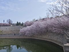 -樱花山风景区