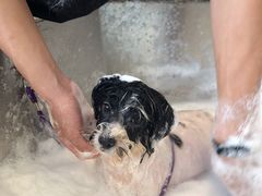 -PETKIT小佩宠物(古北店)