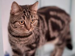 -安格丽娜·狗咖·猫咖羊驼咖(春熙路百盛商场店)