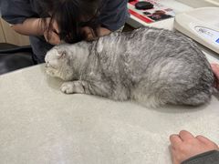 -佩兹宠物医院肿瘤专科·眼科·牙科(黄浦店)