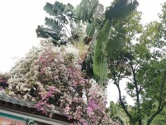 -深圳国际园林花卉博览园