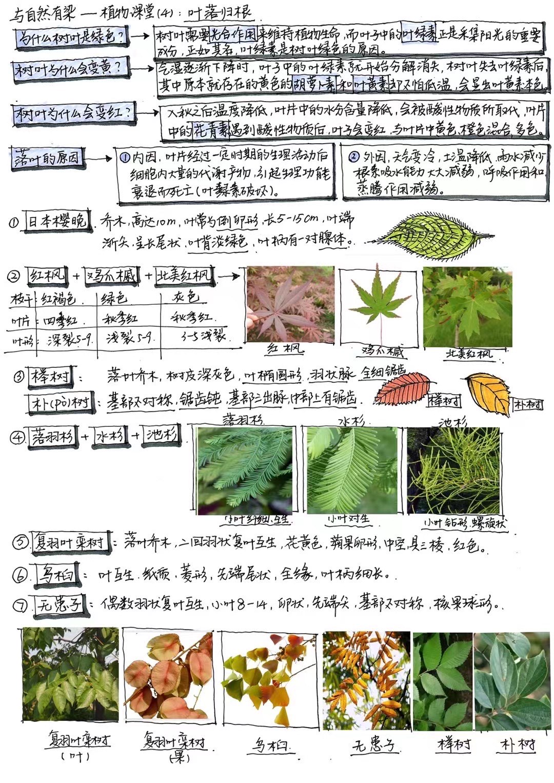 人间草木思维导图图片