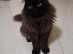 -爱诺耐芙动物医院(万博店)