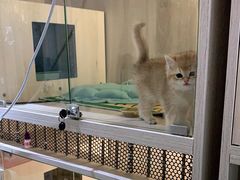 -喵zoo家庭繁育猫舍(尖东智能花园店)