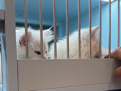 -FAELING PETS美天灵宠物(合生汇店)