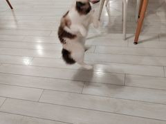 -喵的天空名猫咖啡馆·撸猫·猫舍·用品