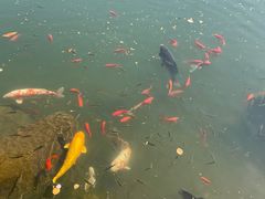 -白马涧龙池景区