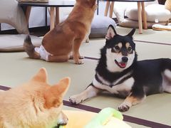 -逗柴咖啡屋·狗咖猫咖宠物桌游