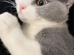-宠爱国际动物医院·消化内科·心肾内科·ISFM猫友好(望京店)