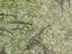 虹鳟鱼-玉水寨丽江源餐厅