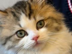 -猫十亿·布偶金渐层·曼基康矮脚猫舍(青年路店)