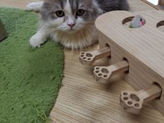 -猫和宫(六道口店)