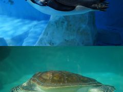-海合安成都极地海洋公园