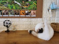 -平行世界·猫咖(首经贸店)