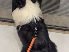 -关爱宠物医院·猫科中心·消化科(滨湖万达分院)