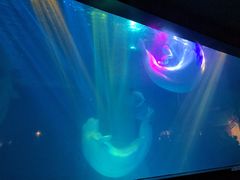 -海合安武汉极地海洋公园