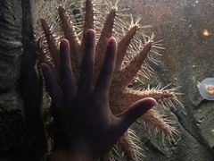 -悉尼海洋生物水族馆