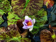 -国家植物园南园