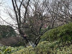 -青枫公园