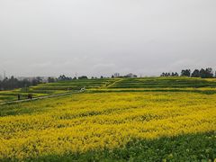 -三圣花乡旅游区