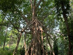 -中国科学院西双版纳热带植物园