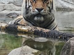 -红山森林动物园